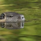 Nutria Wildlife