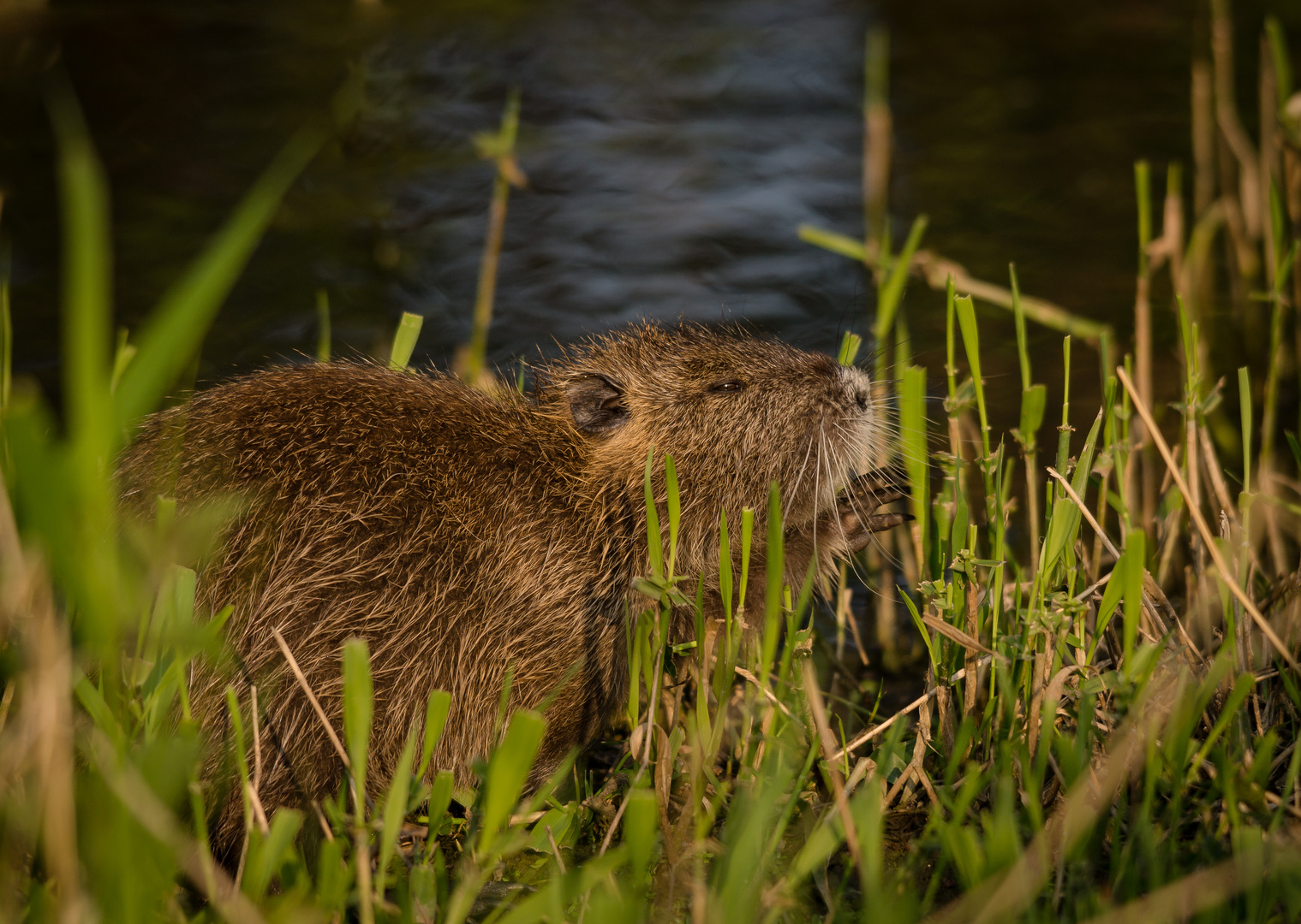 Nutria (Wildlife)