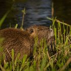 Nutria (Wildlife)