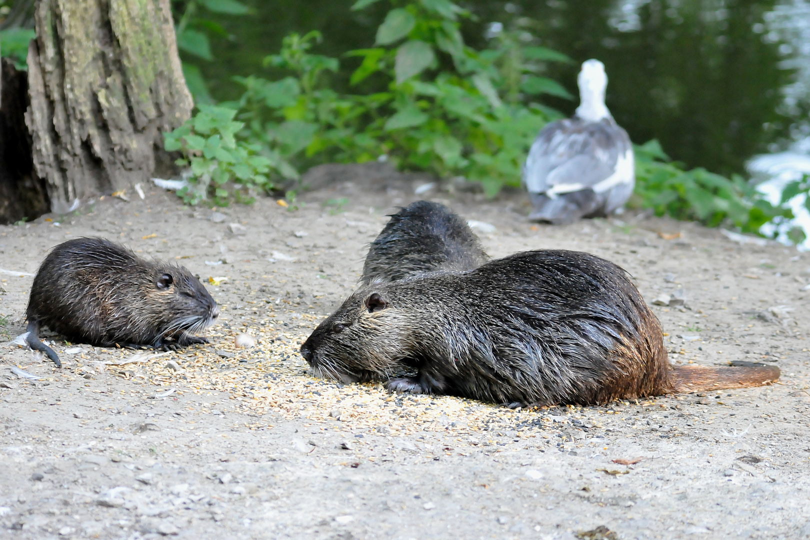 Nutria Wildlife