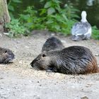 Nutria Wildlife