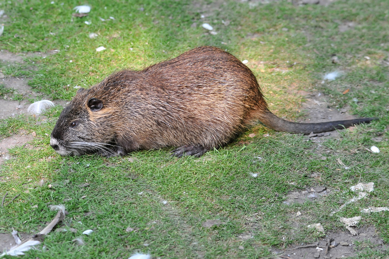 Nutria Wildlife in ganzer Länge