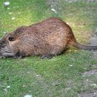 Nutria Wildlife in ganzer Länge