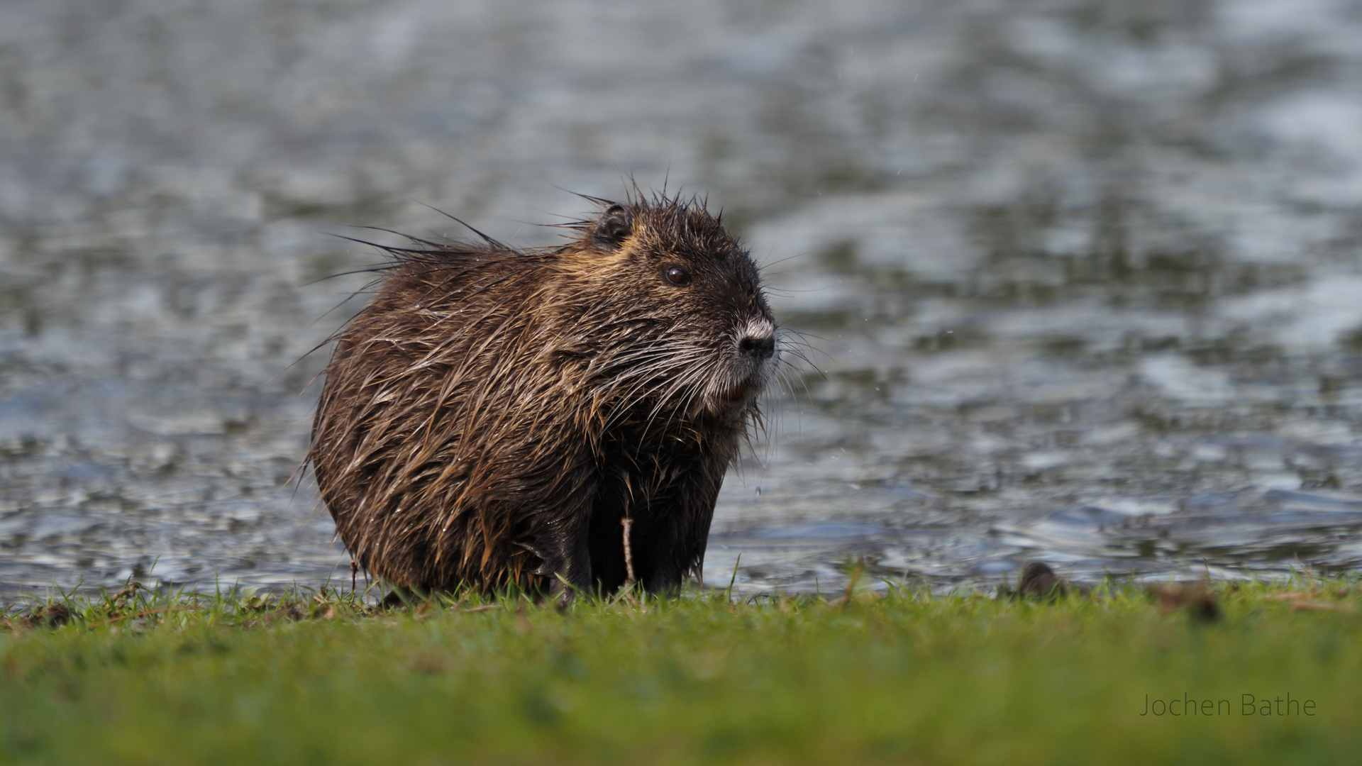 Nutria x2