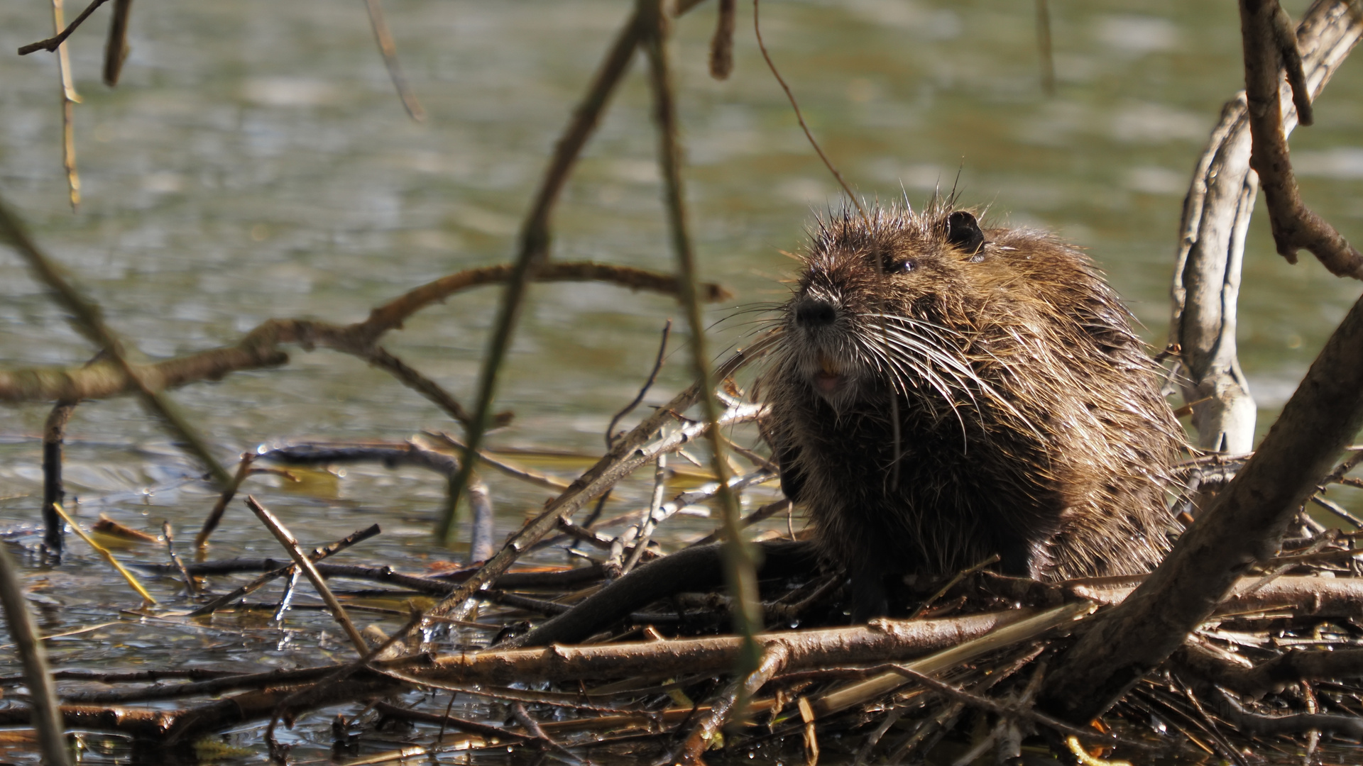 Nutria x2