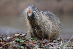 ... Nutria zeigt die Zähne ...