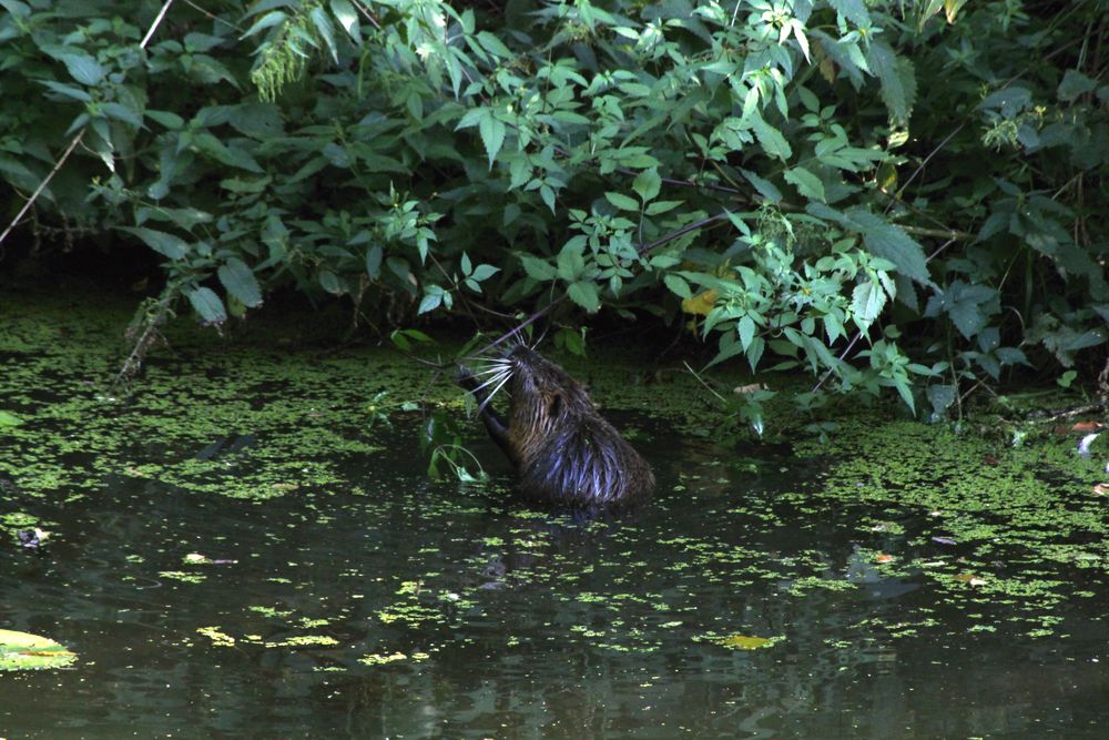 Nutria zum zweiten