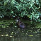 Nutria zum zweiten