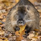 Nutria_002