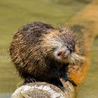 Nutria_01