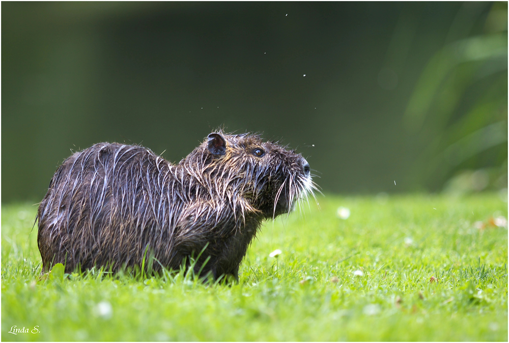 Nutria1