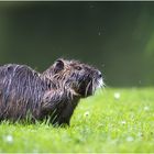 Nutria1