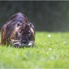 Nutria2