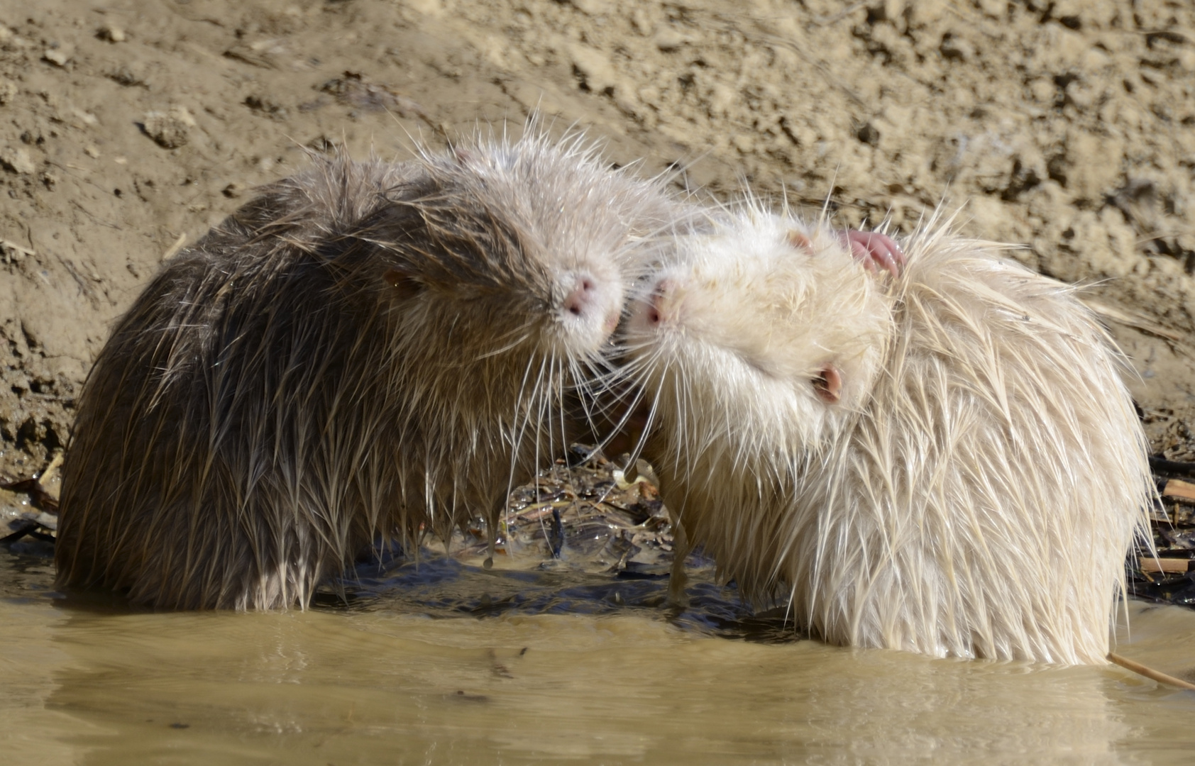 Nutria_Baby`s_beim_Spielen