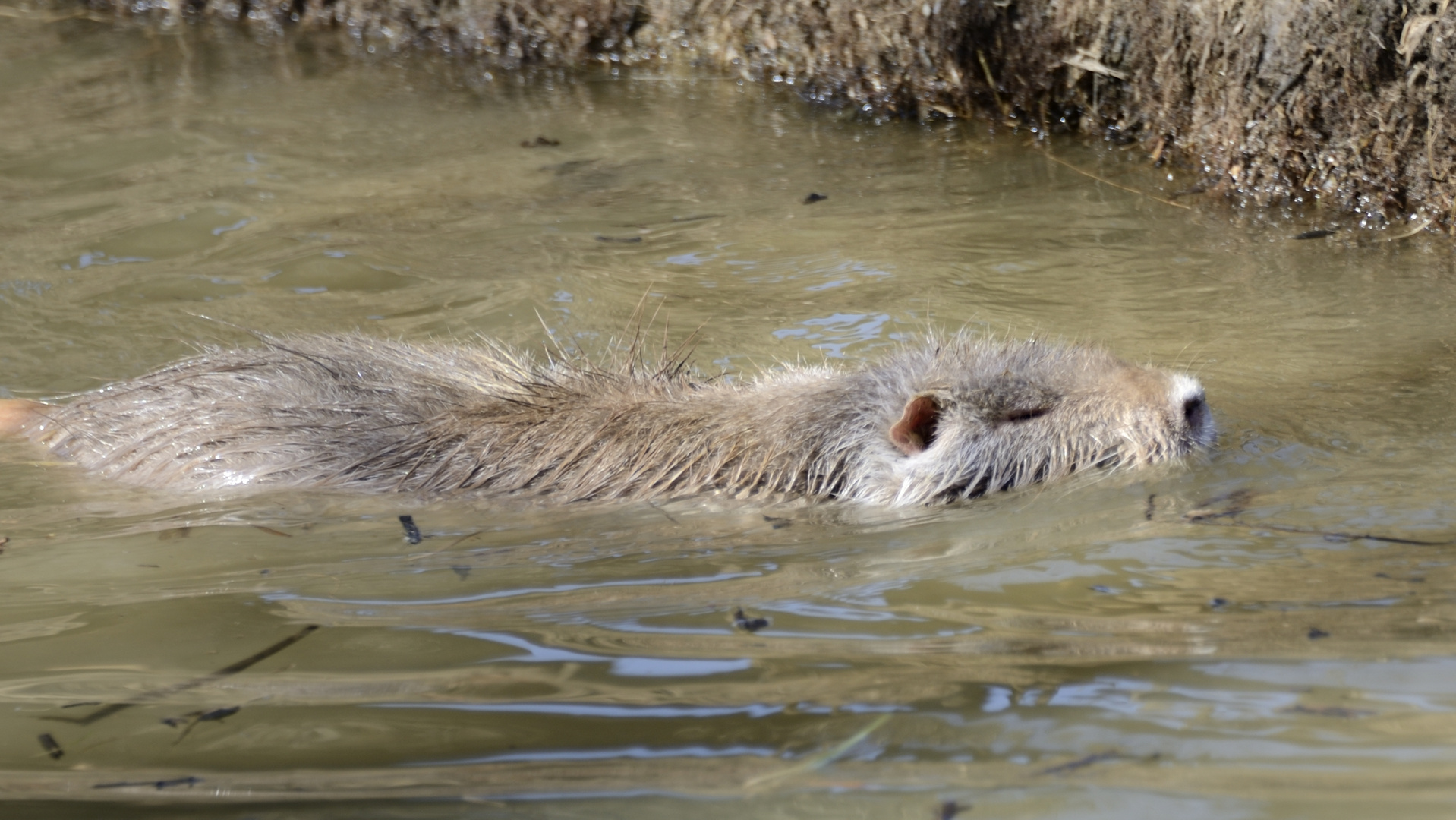 Nutria_beim_schwimmen