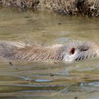 Nutria_beim_schwimmen