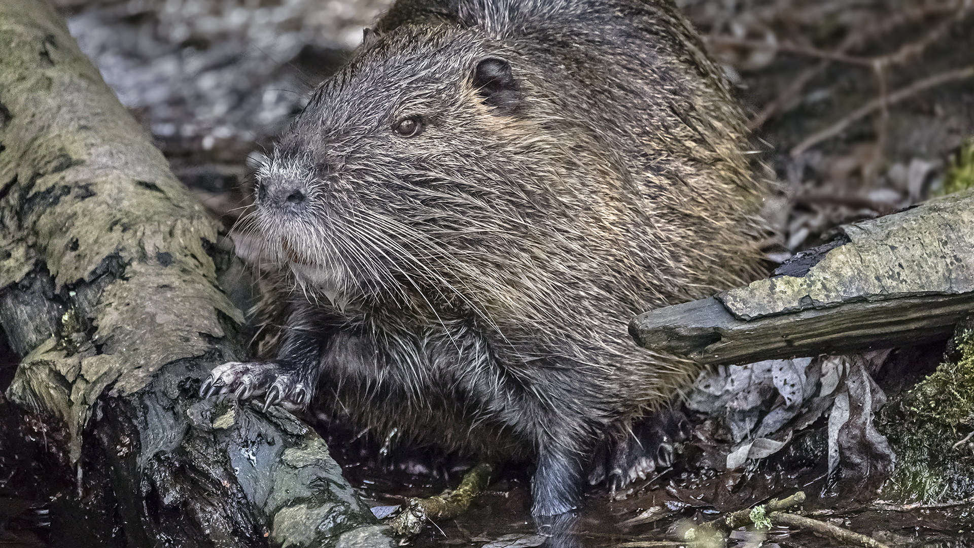 NUTRIA_BIBERRATTE_SUMPFBIBER