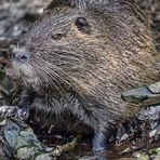 NUTRIA_BIBERRATTE_SUMPFBIBER