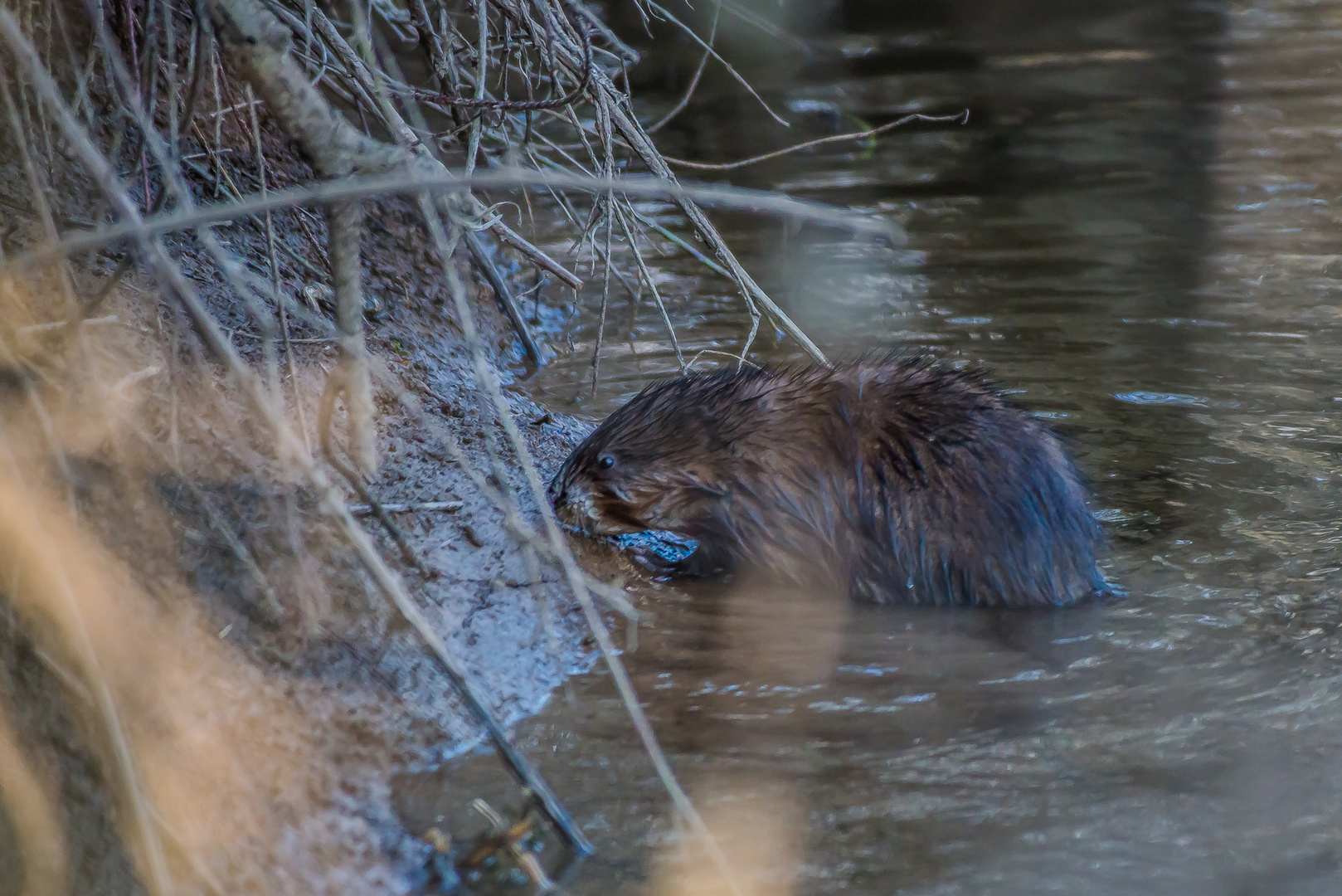 Nutria/Bisamratte