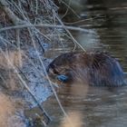 Nutria/Bisamratte