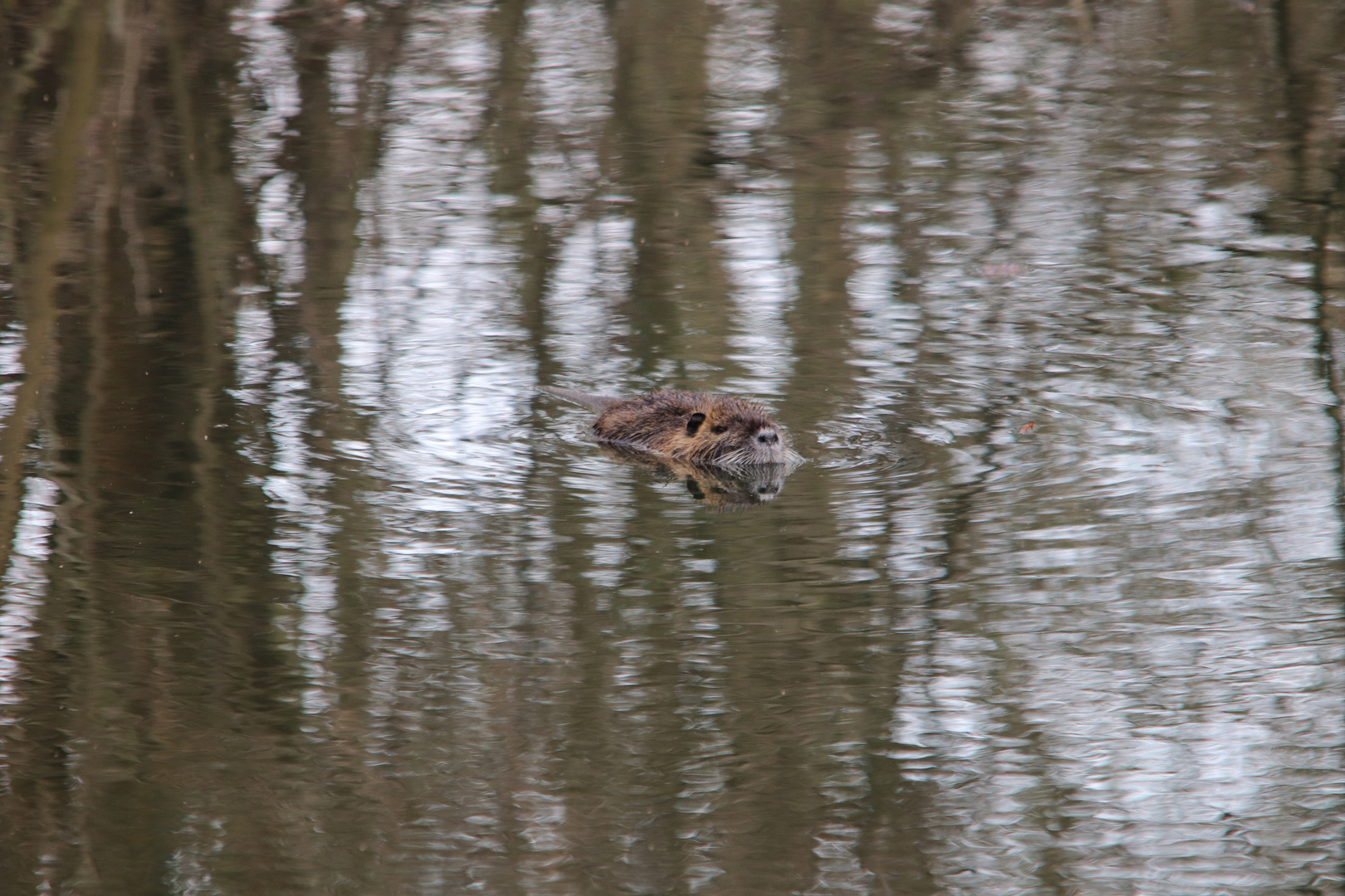 Nutria.......Dienstag ist Spiegeltag