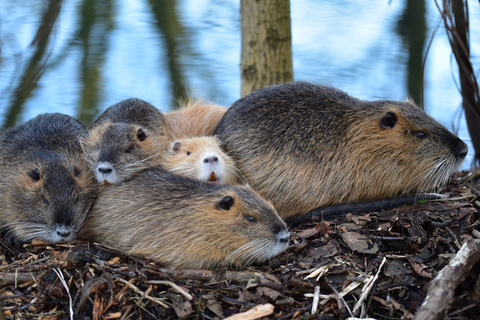 Nutriafamilie im Spreewald