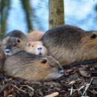 Nutriafamilie im Spreewald