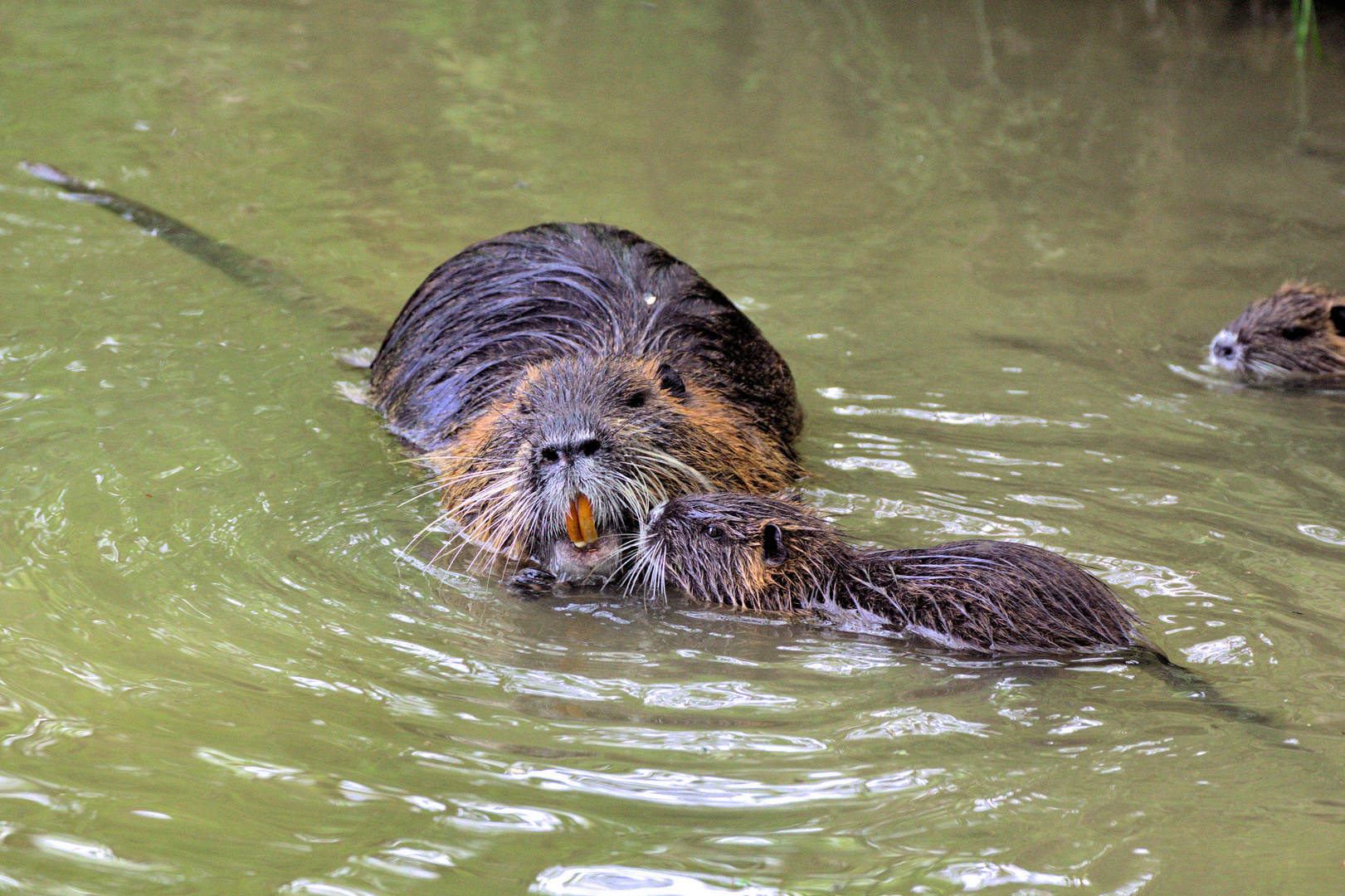 Nutriamutter mit Kind