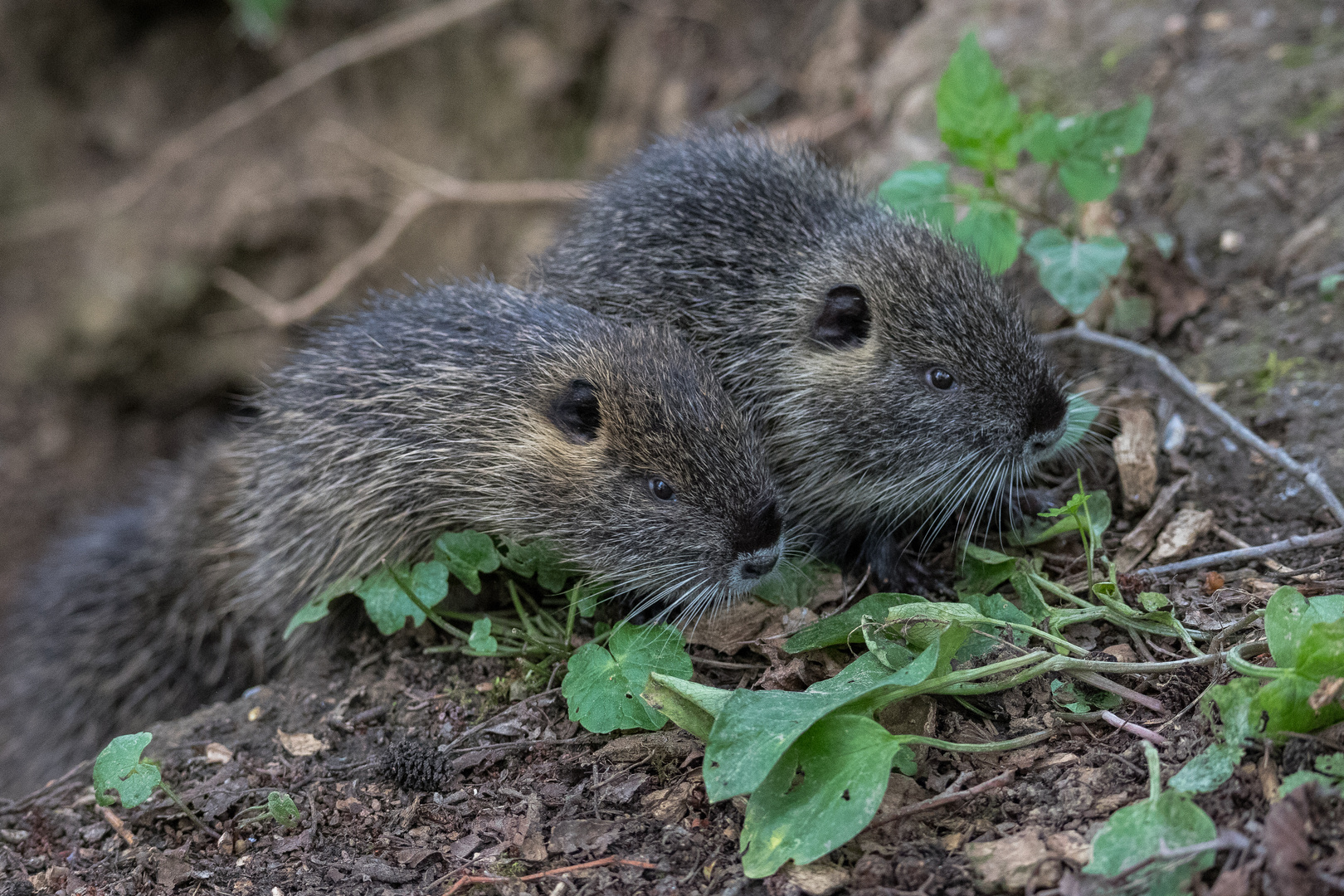 Nutrianachwuchs