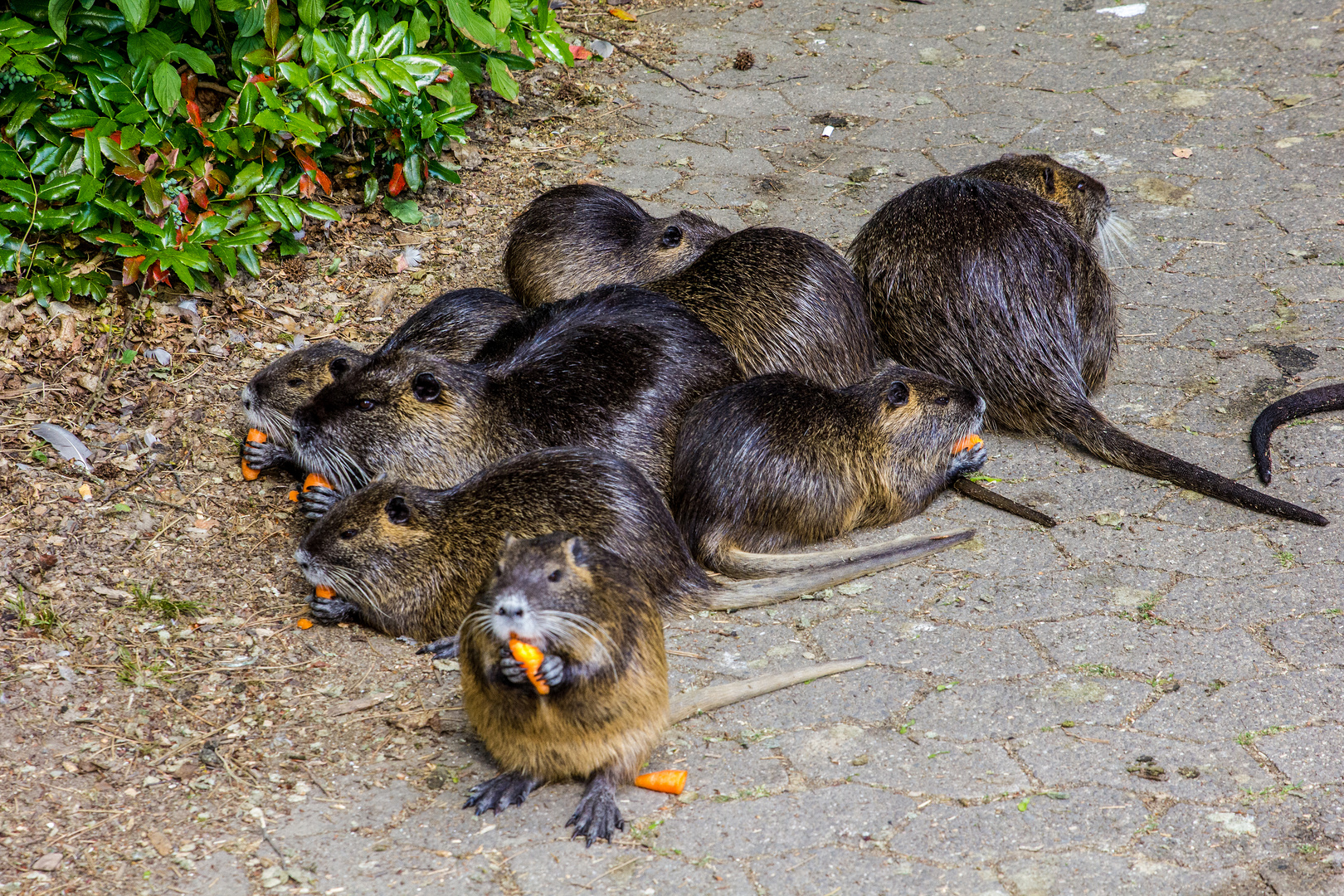 Nutrias im Freizeitpark Wiehl 1