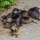 Nutrias im Freizeitpark Wiehl 1