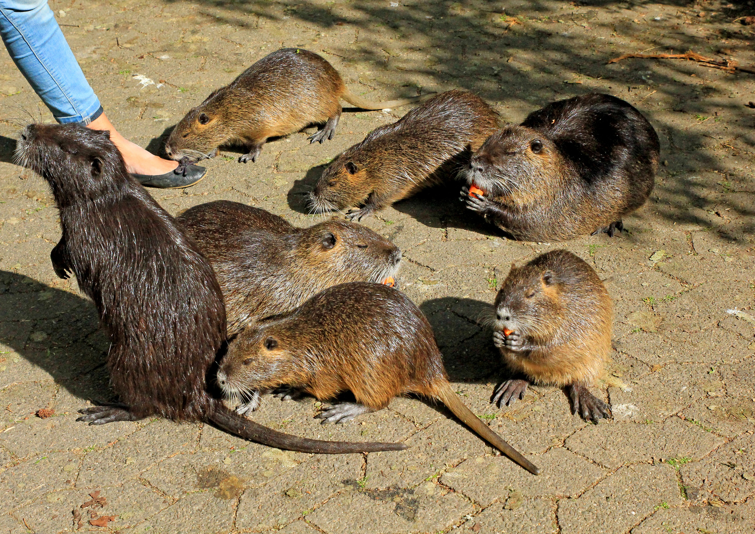 Nutrias im Freizeitpark Wiehl 2 (Ausschnittvergrößerung)