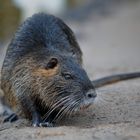 Nutrias im Naturschutzgebiet Mönchbruch