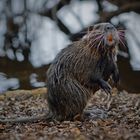 Nutrias im Naturschutzgebiet Mönchbruch