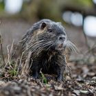 Nutrias im Naturschutzgebiet Mönchbruch