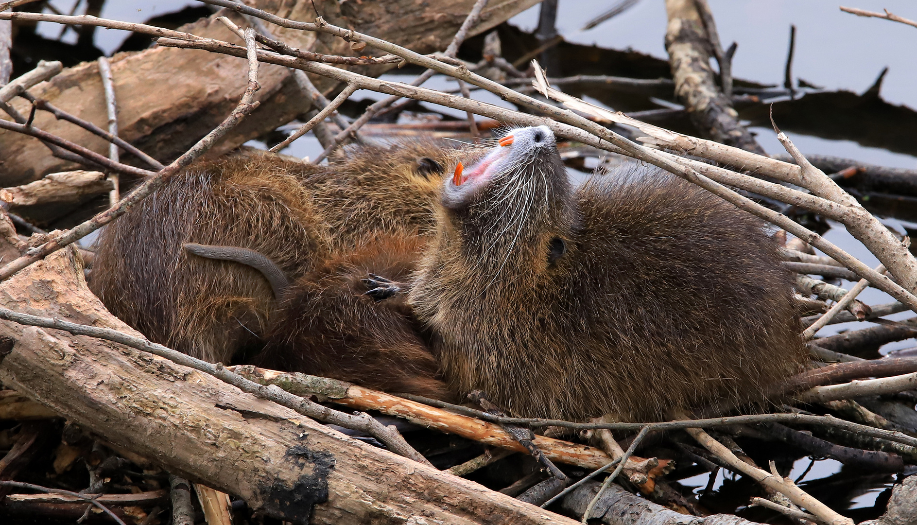  Nutrias, Jungtiere, schlafend, eins gähnt kräftig. Young Nutias,sleeping, one is yawning strongly