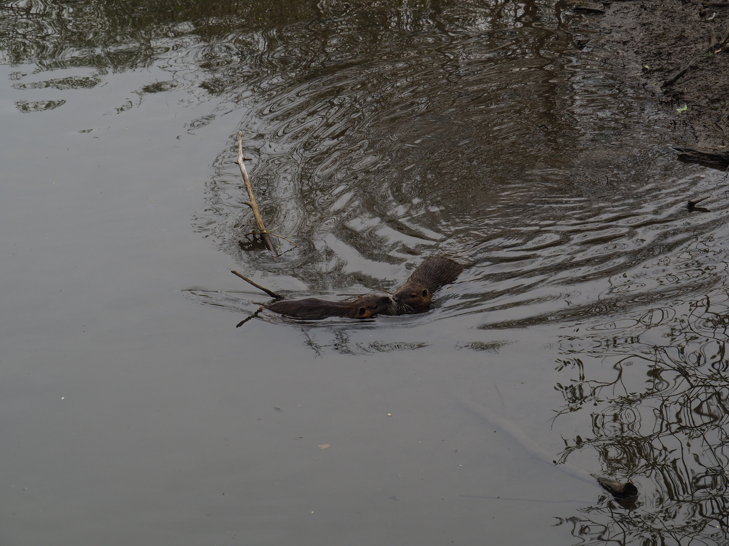 Nutrias - Treffpunkt im Weiher links