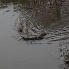 Nutrias - Treffpunkt im Weiher links