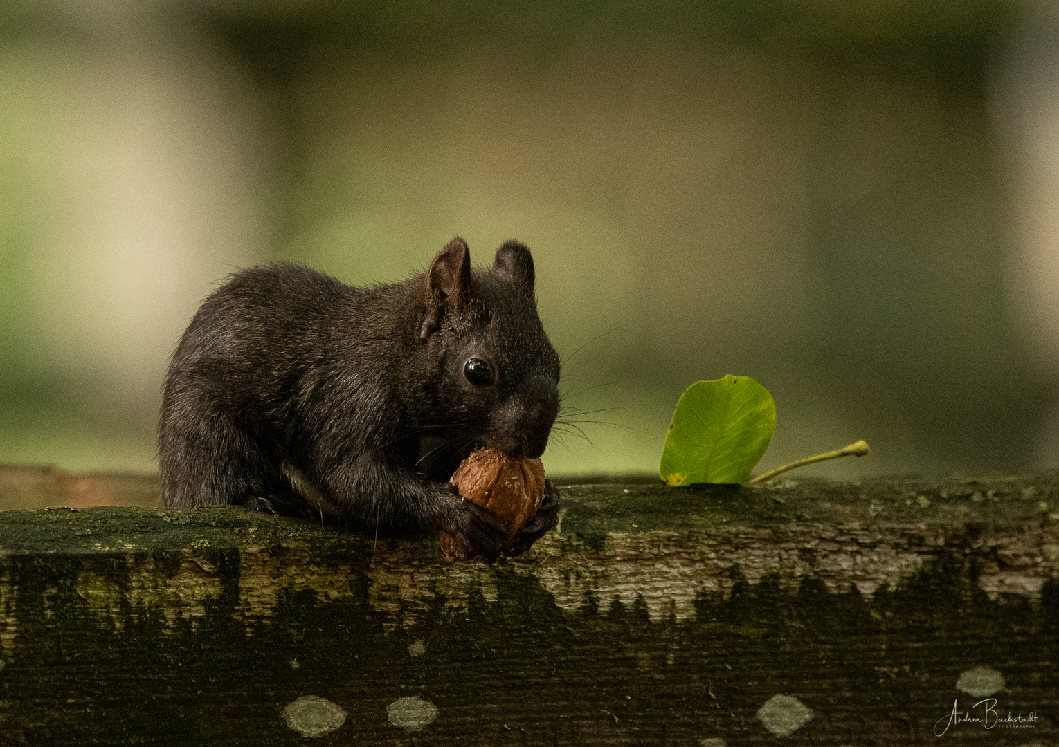 Nuts! Foto & Bild deutschland, europe, bayern Bilder auf