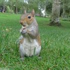 Nuts?