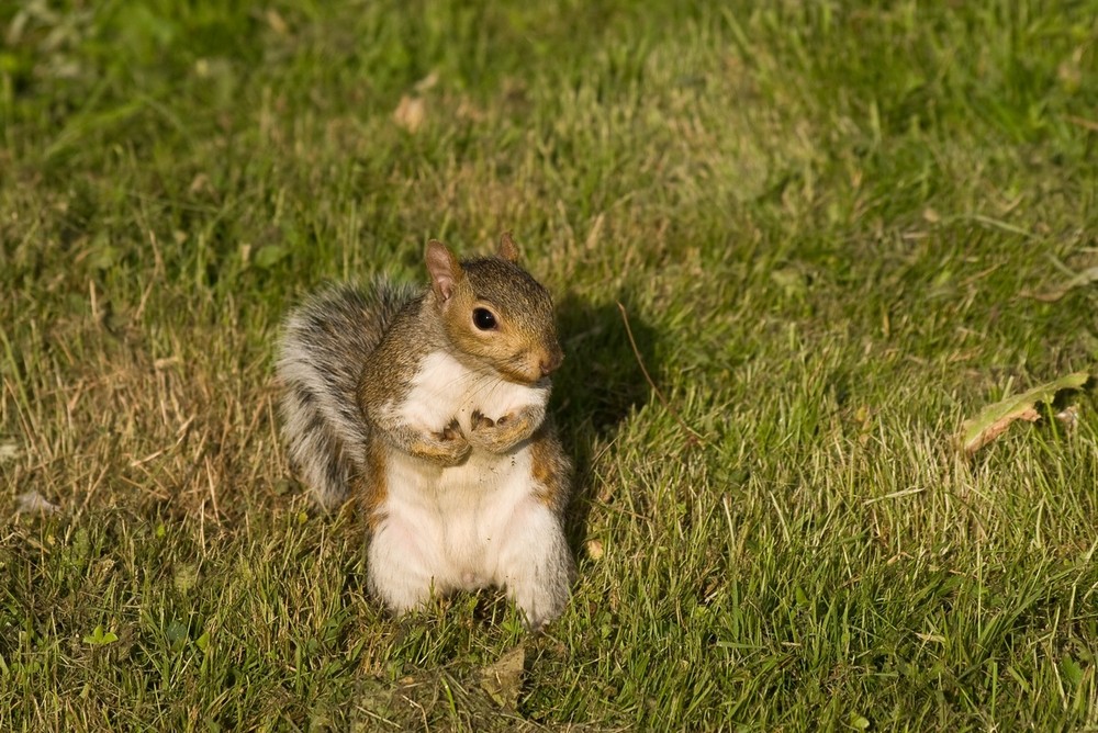 Nuts about nuts - Verrückt nach Nüssen