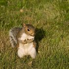 Nuts about nuts - Verrückt nach Nüssen