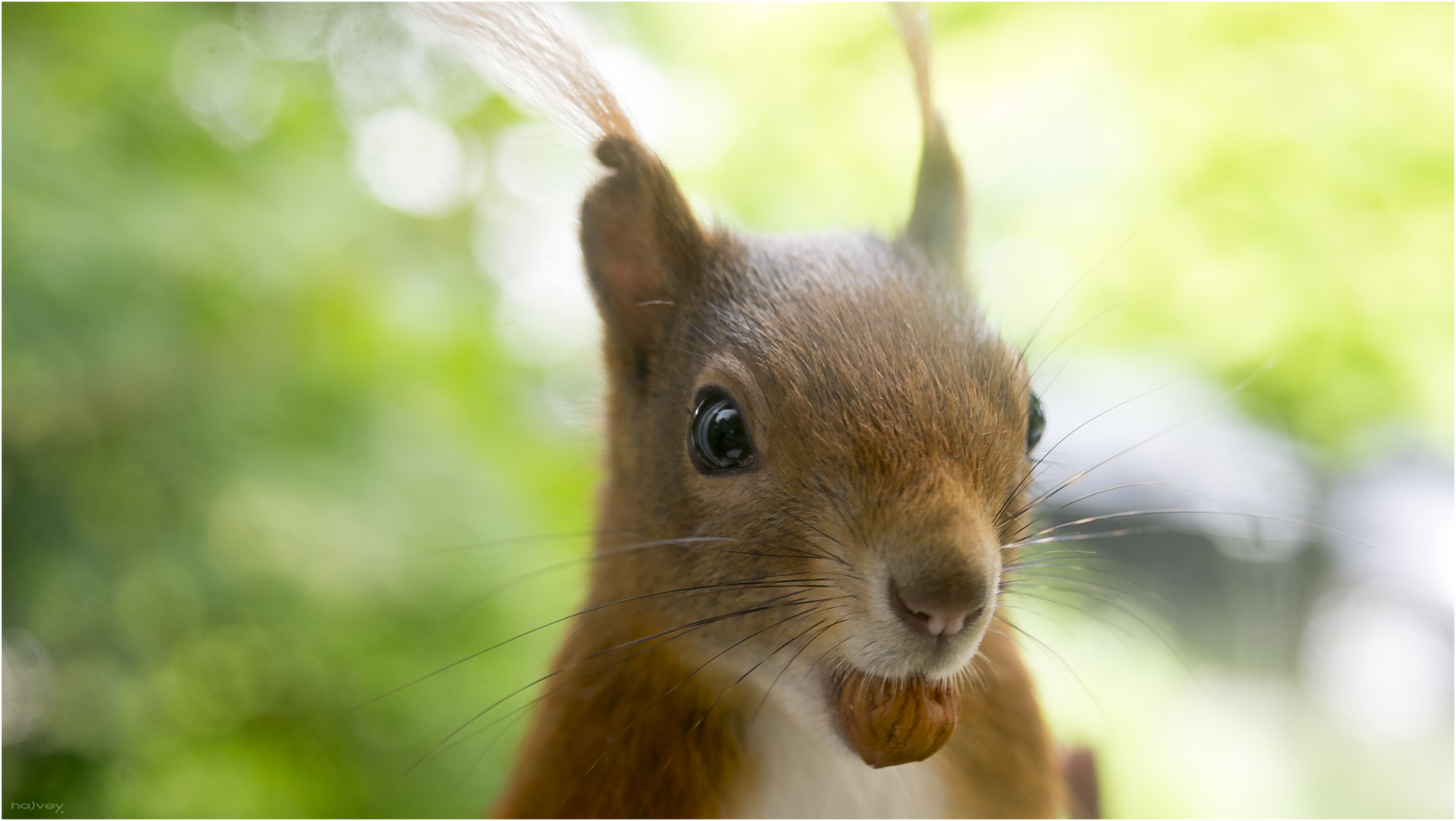 Nuts hat's, hat's Nuts