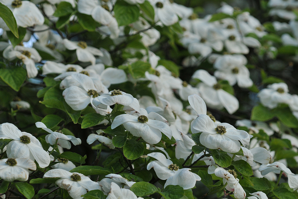 Nuttalls Blüten – Hartriegel