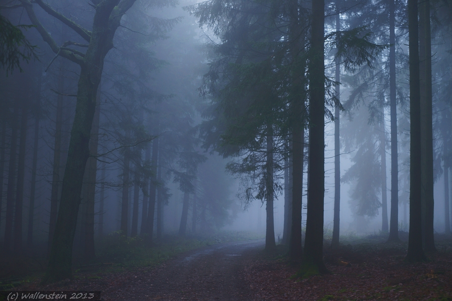 Nuttlarer Höhen im Herbst bei Nebel :)