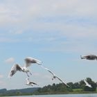 Nutze den Wind unter Deinen Flügeln...