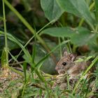 Nutznießer der Vogelfutterstelle