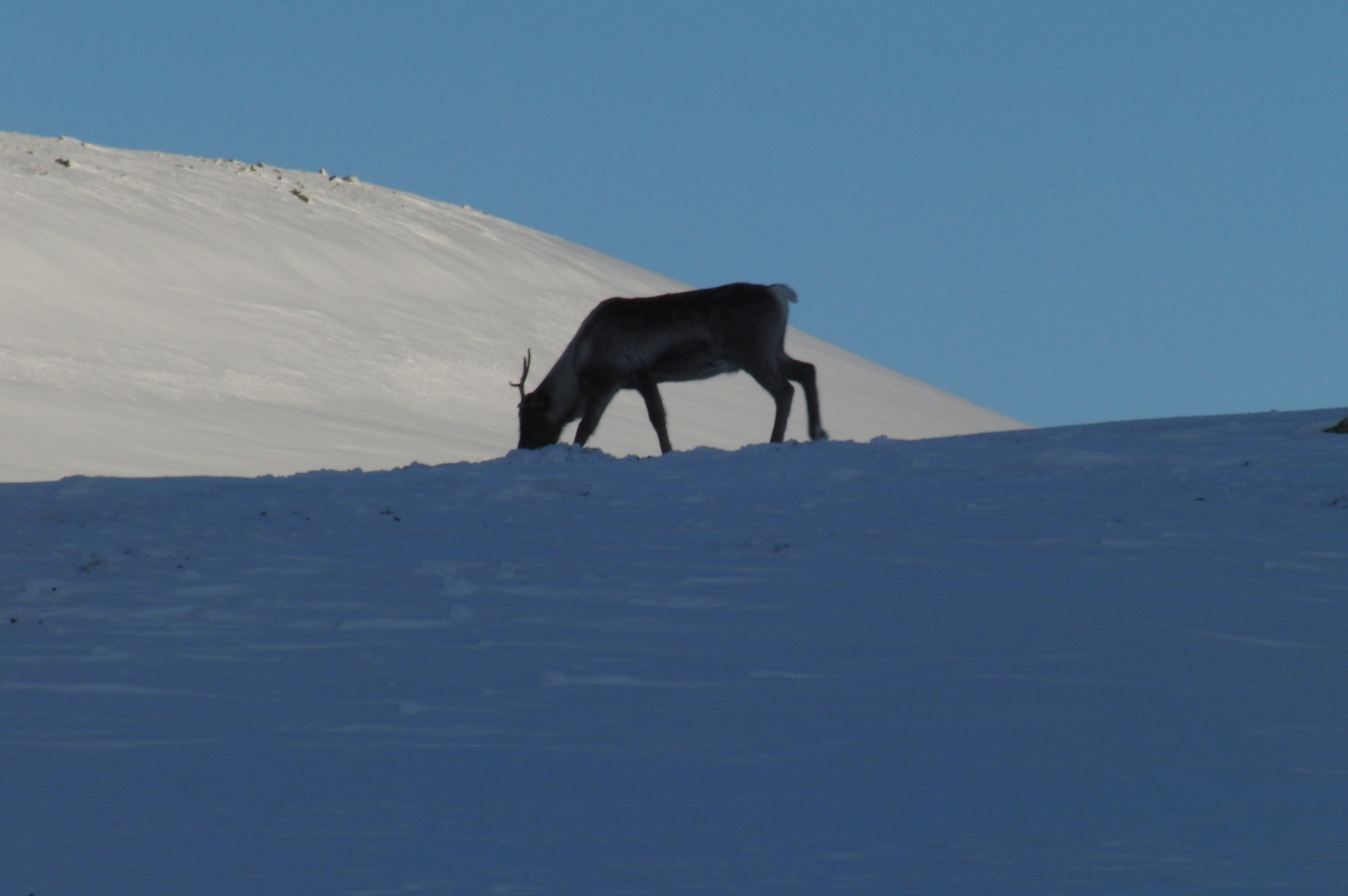 Nutztiere der Tundra