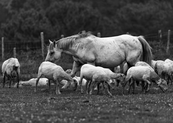 Nutztiere in den Pyrenäen