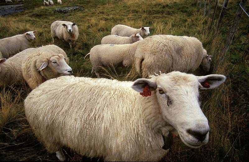 Nutztierportrait aus Norwegen